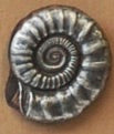 Nautilus Button