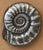 Nautilus Button
